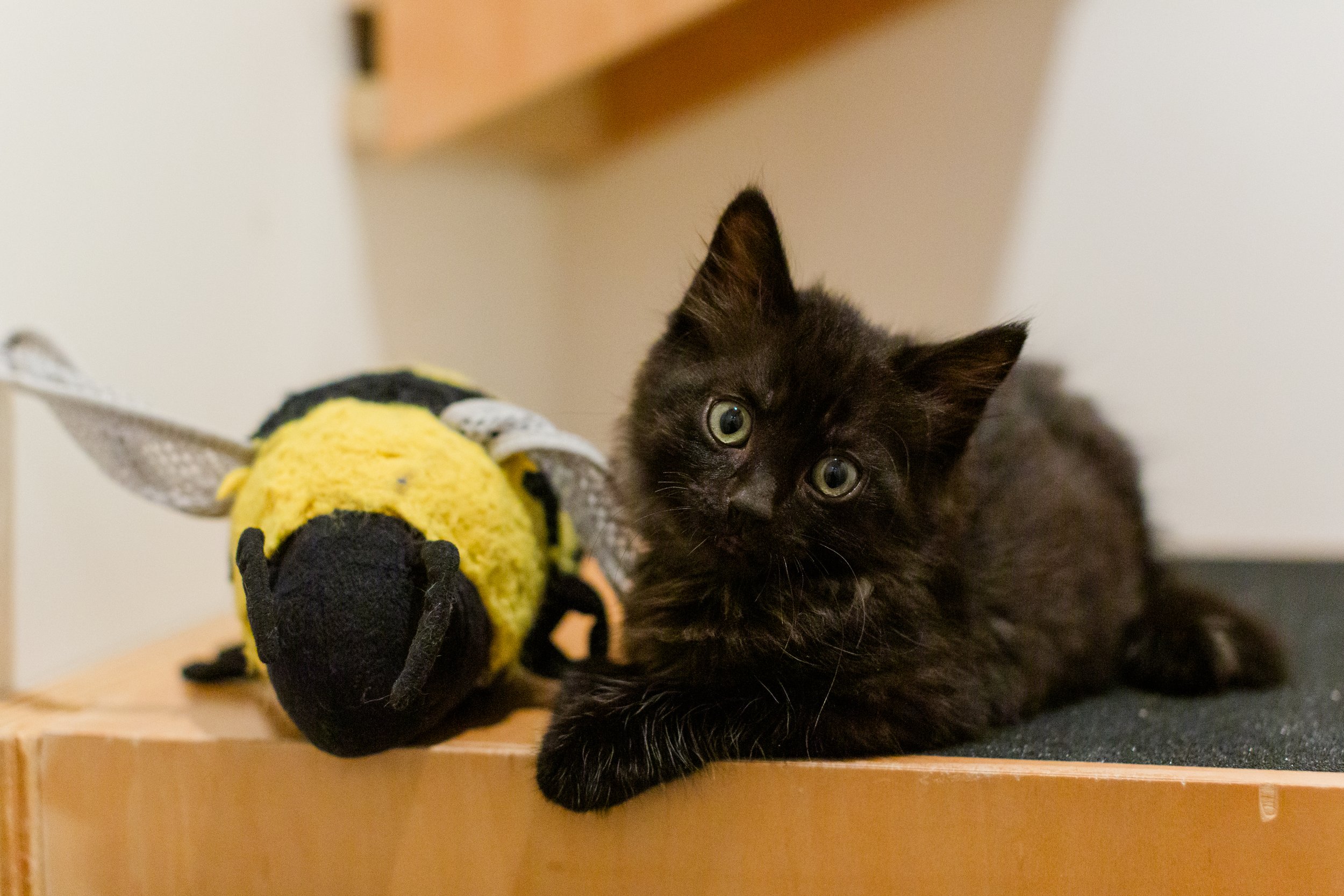 June Adoption Stories