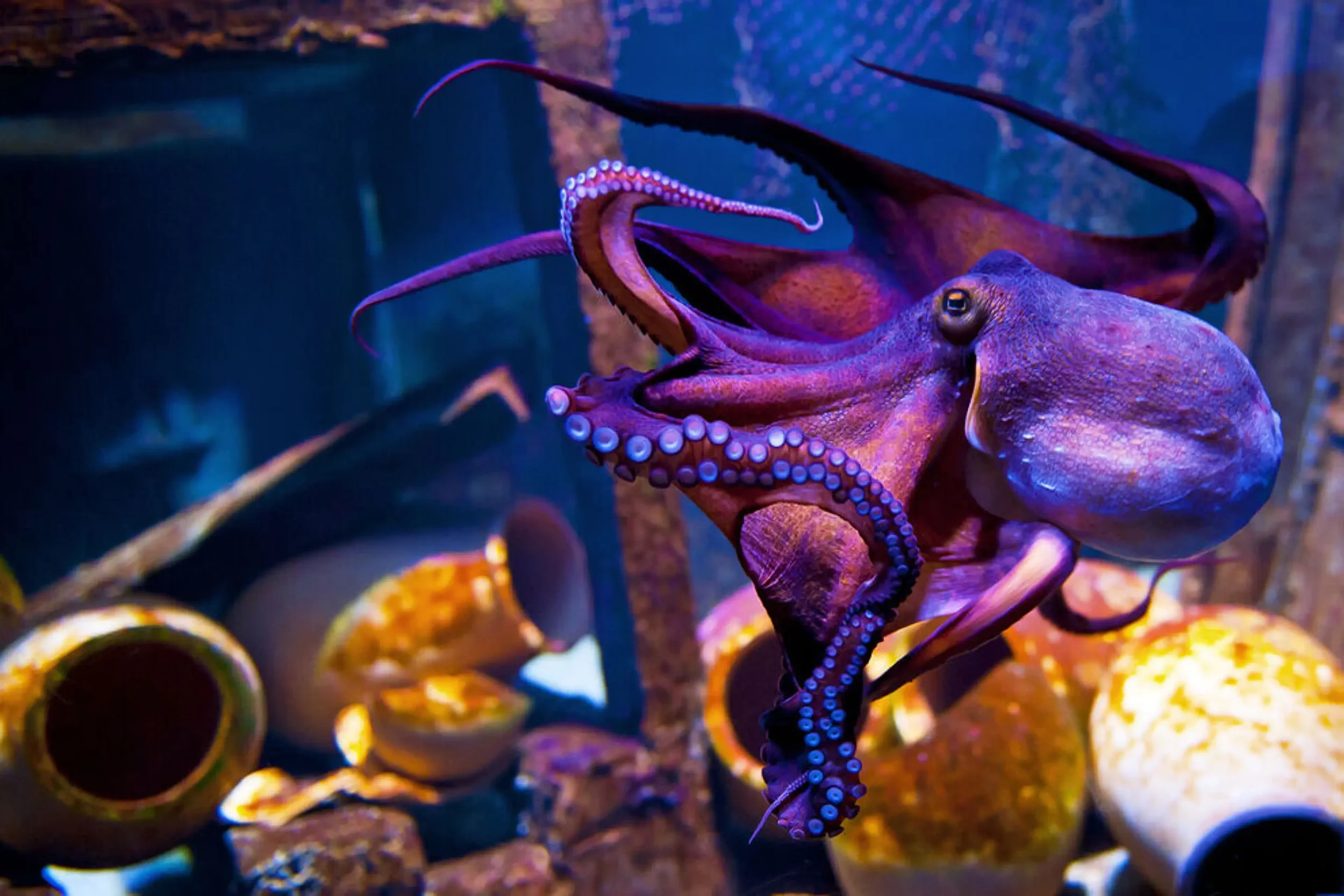 Marine Discovery Center Membership