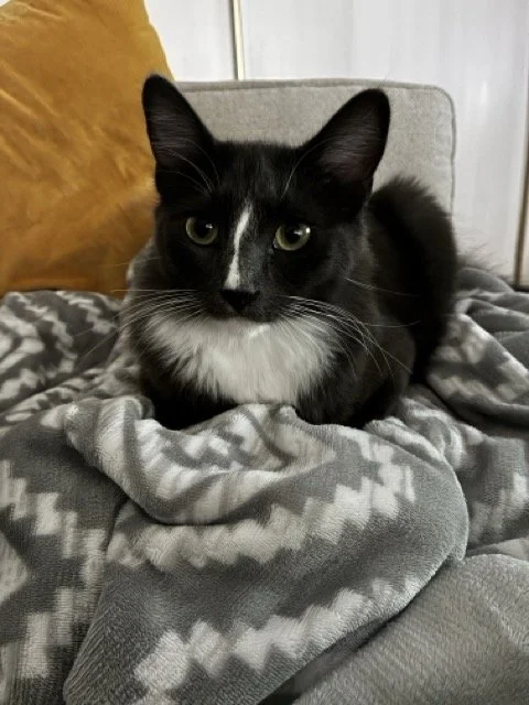 MISTY