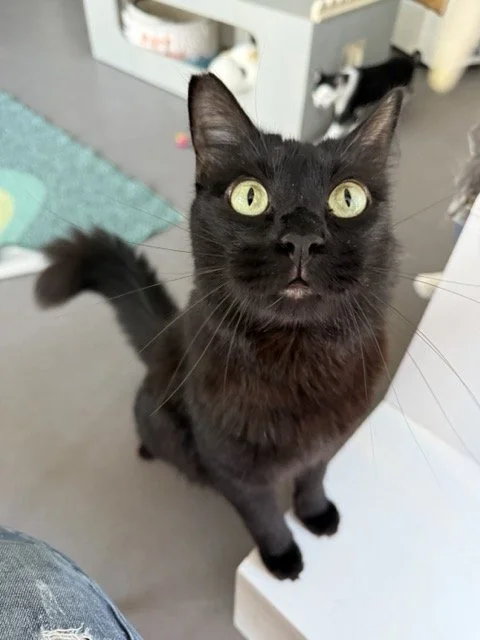 FRITZ