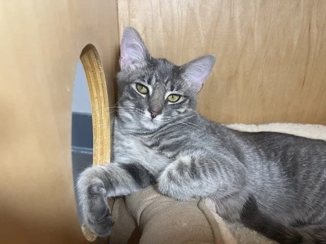 SHASTA