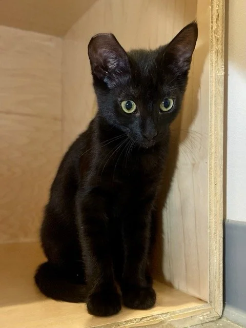 ELVIRA