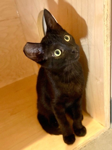 GRETA
