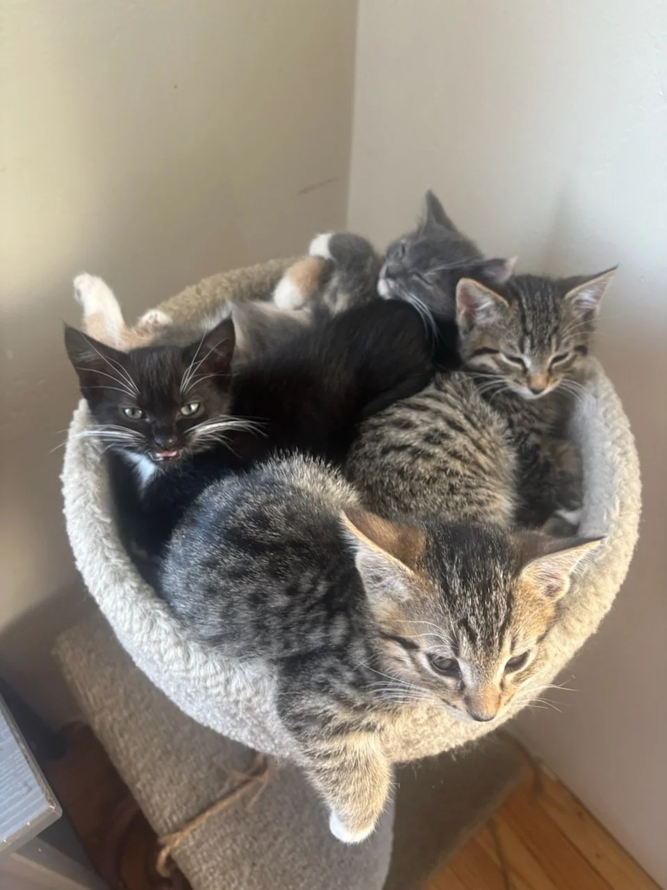 July &amp; August Adoption Stories