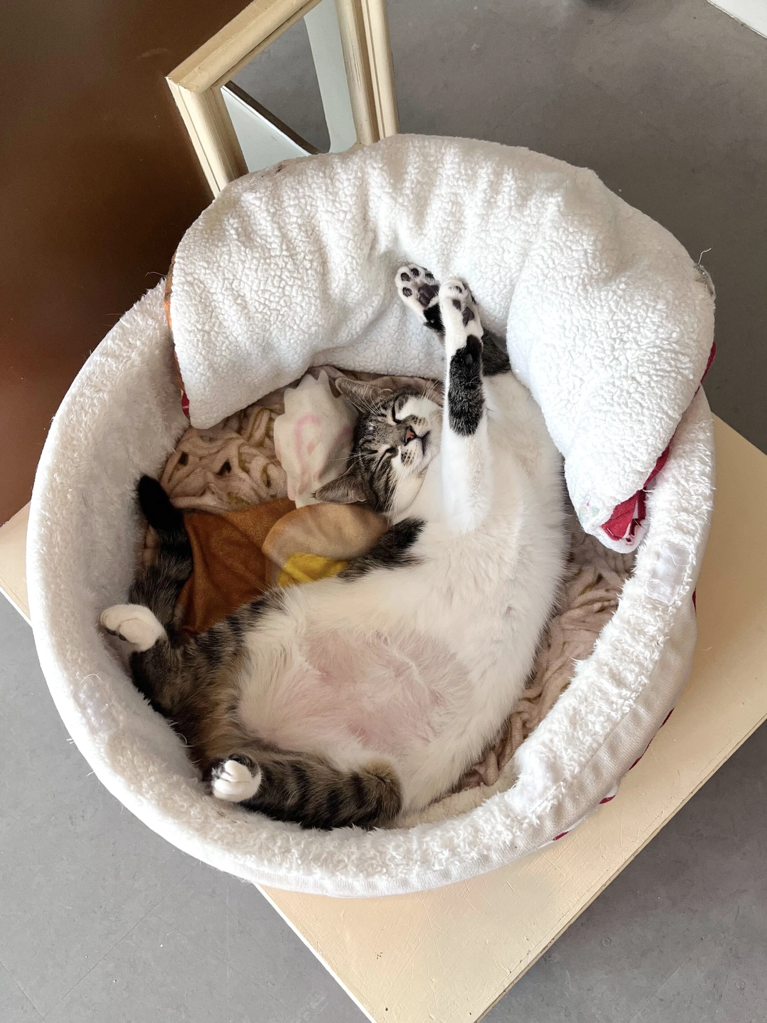 May Adoption Stories