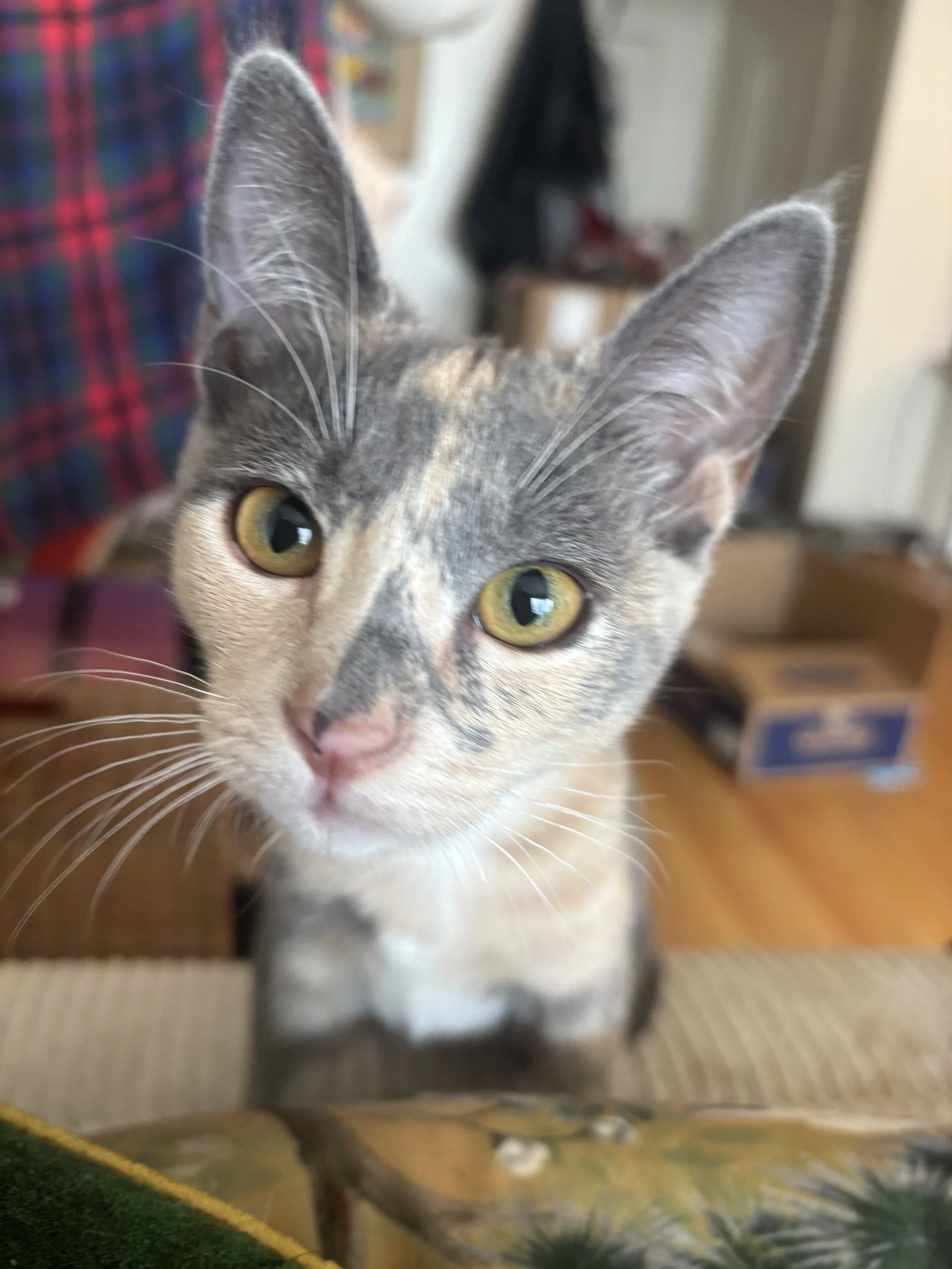 CLAUDIA