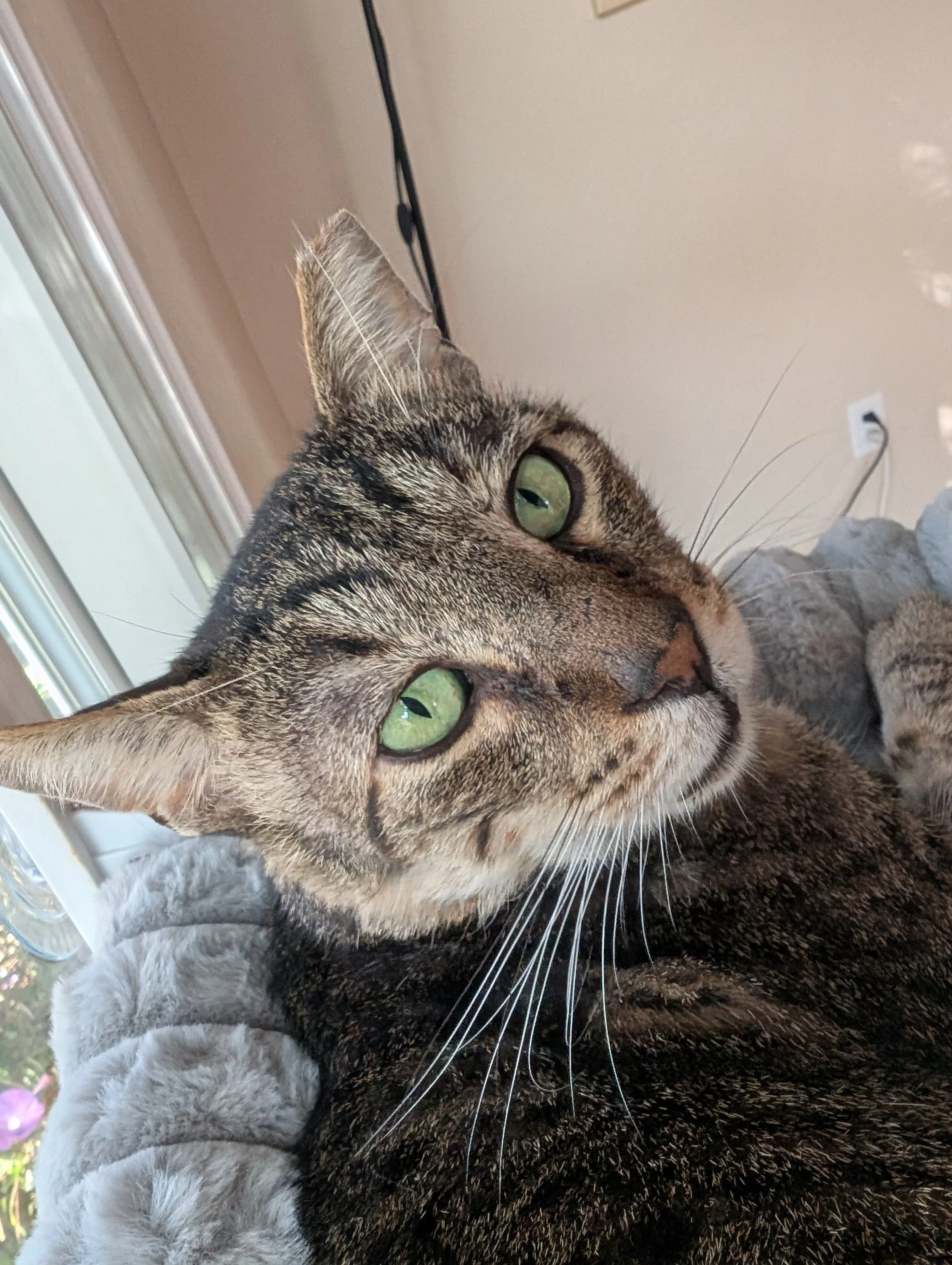 SIMON