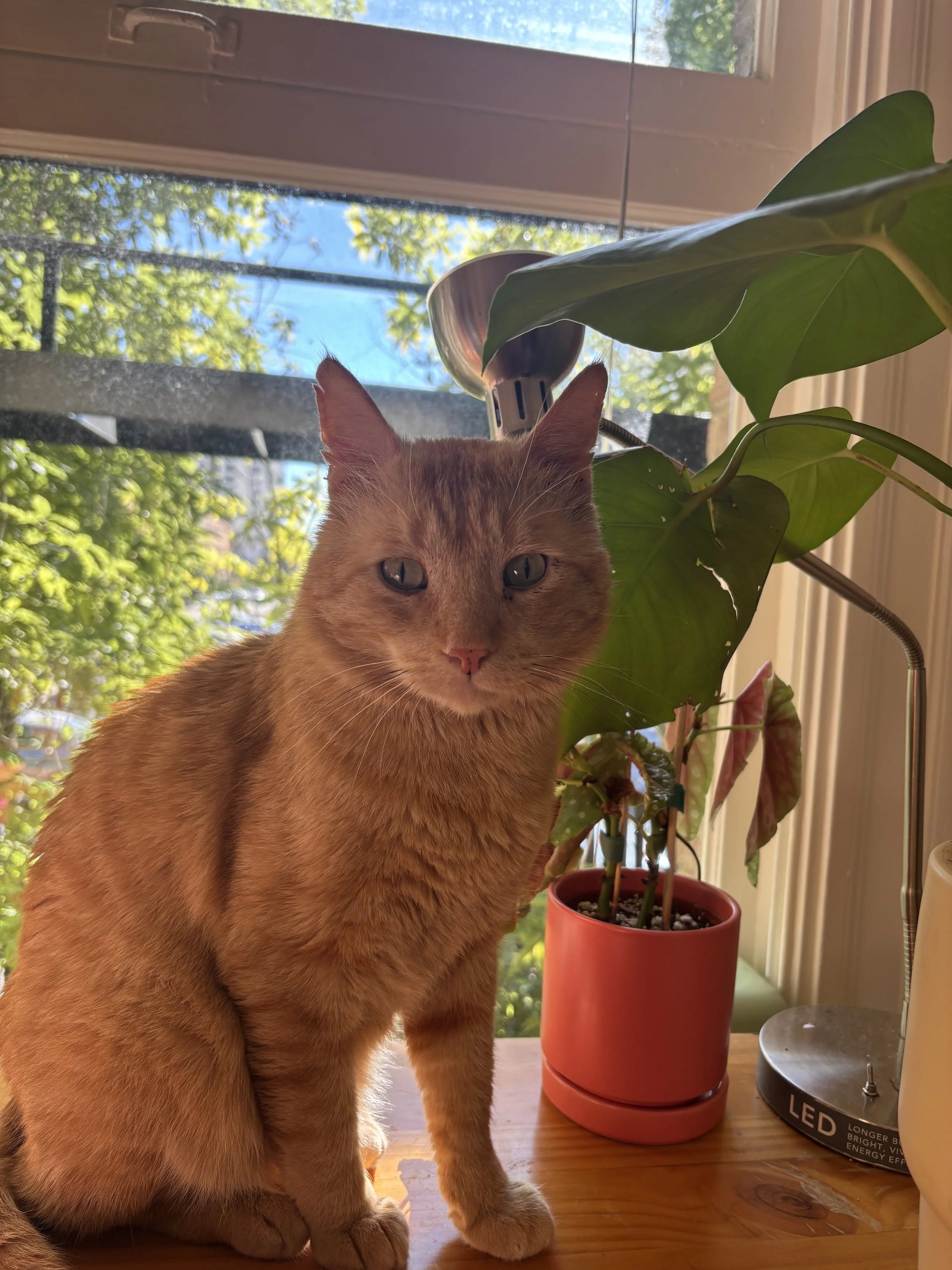 MR. SNUGGLES