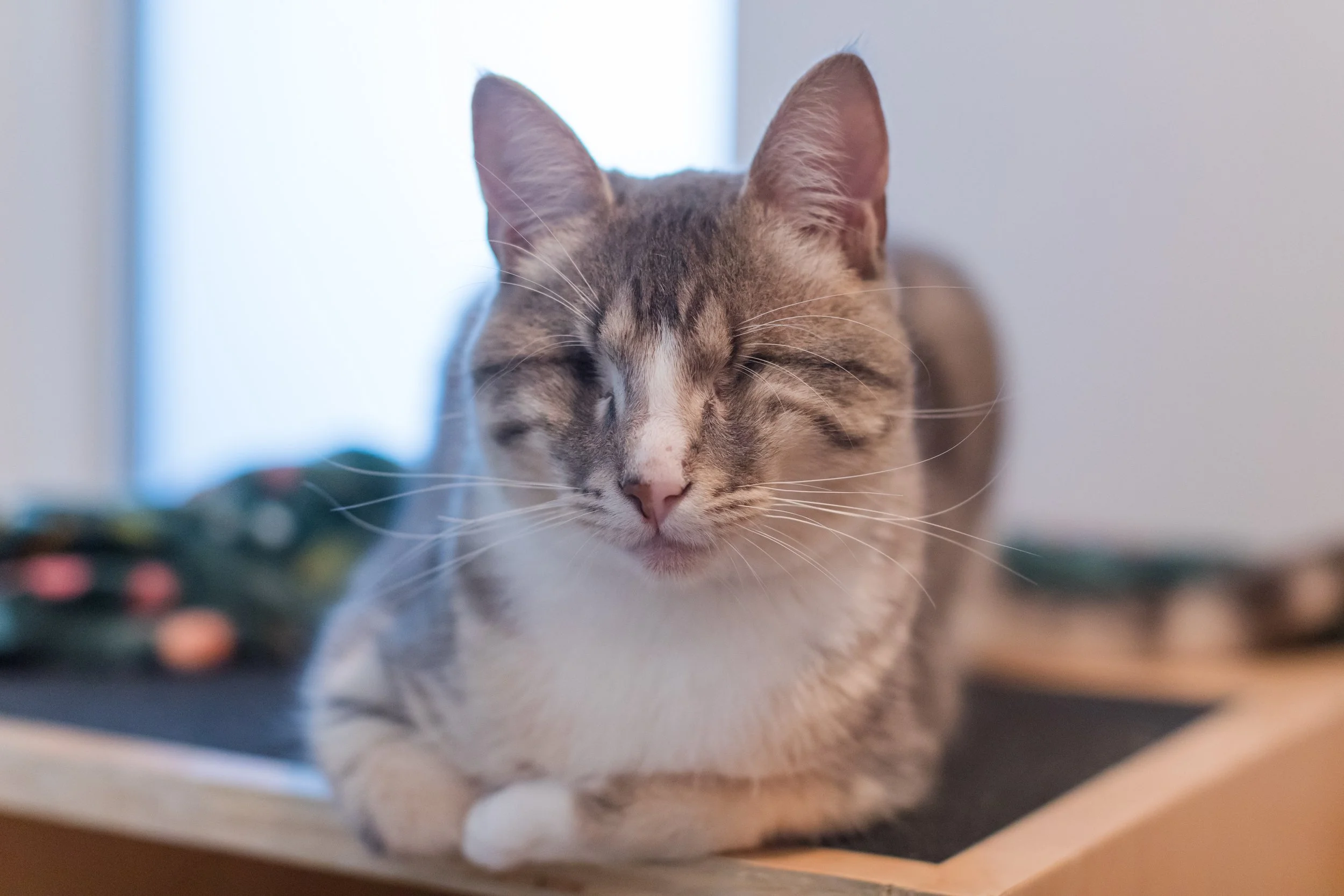 September Adoption Stories
