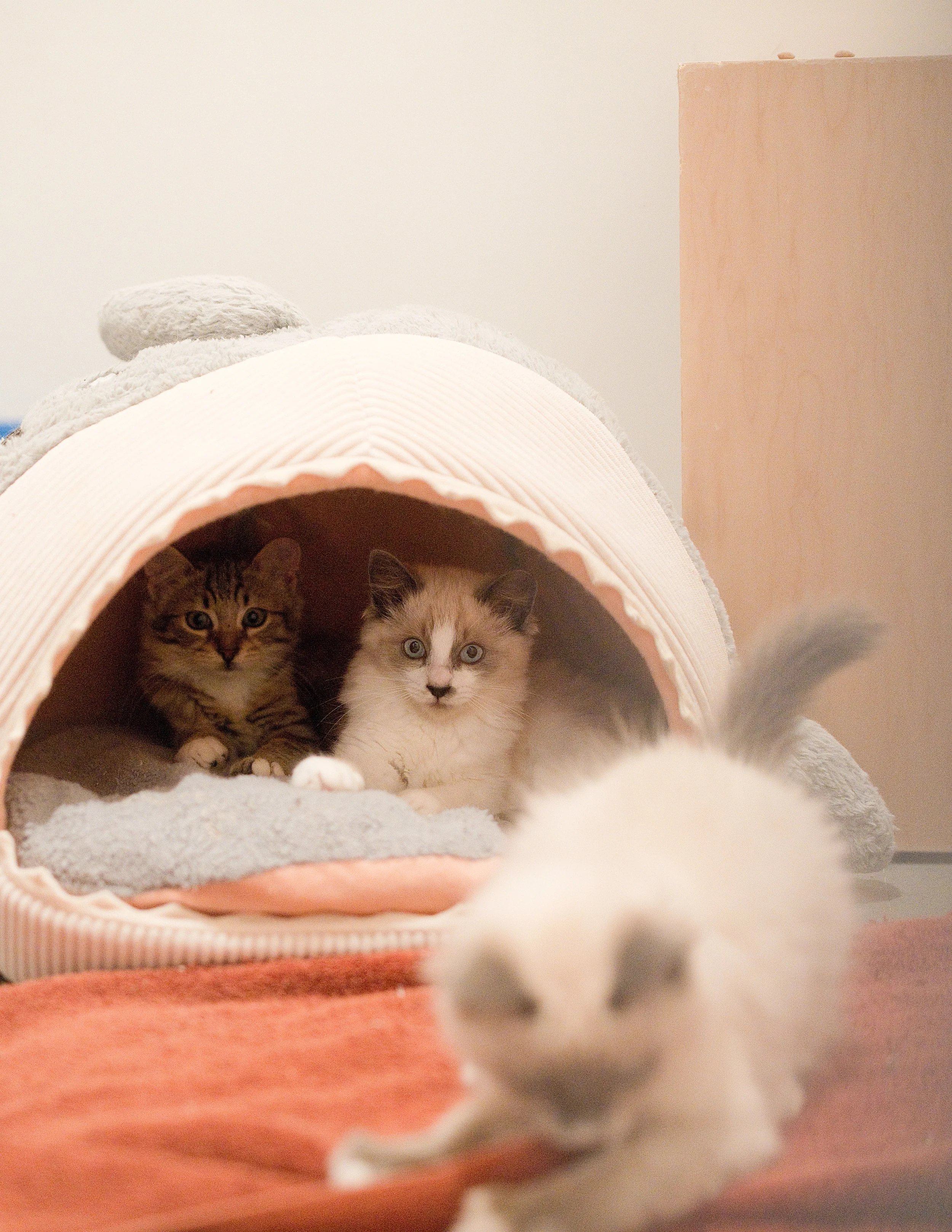 2025_09_Ava_Amelie_Arty_CZ2_DYeung_2372 (1).jpg