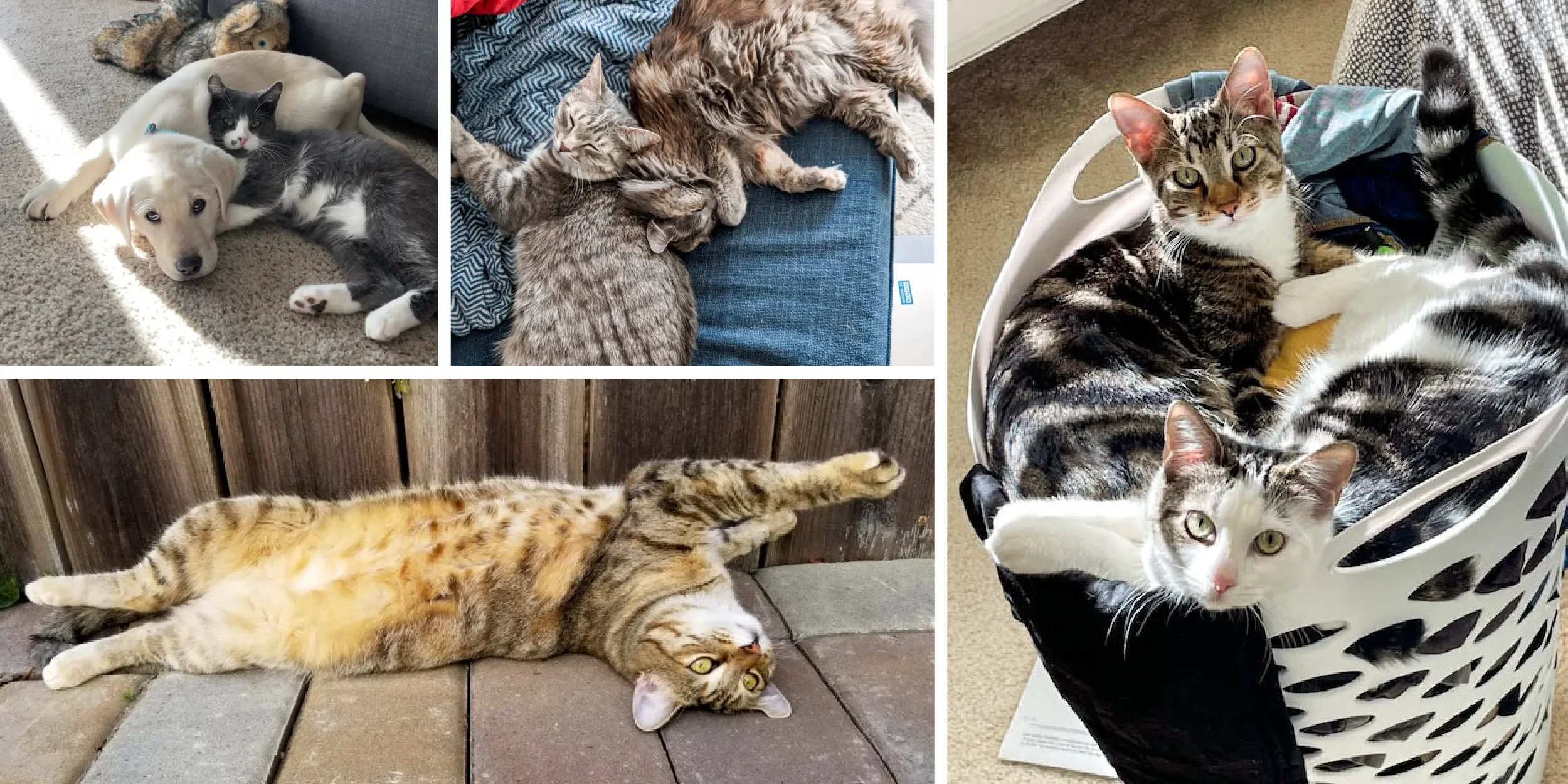 Cats in homes that are looking to connect with potential adopters through the Home to Home program