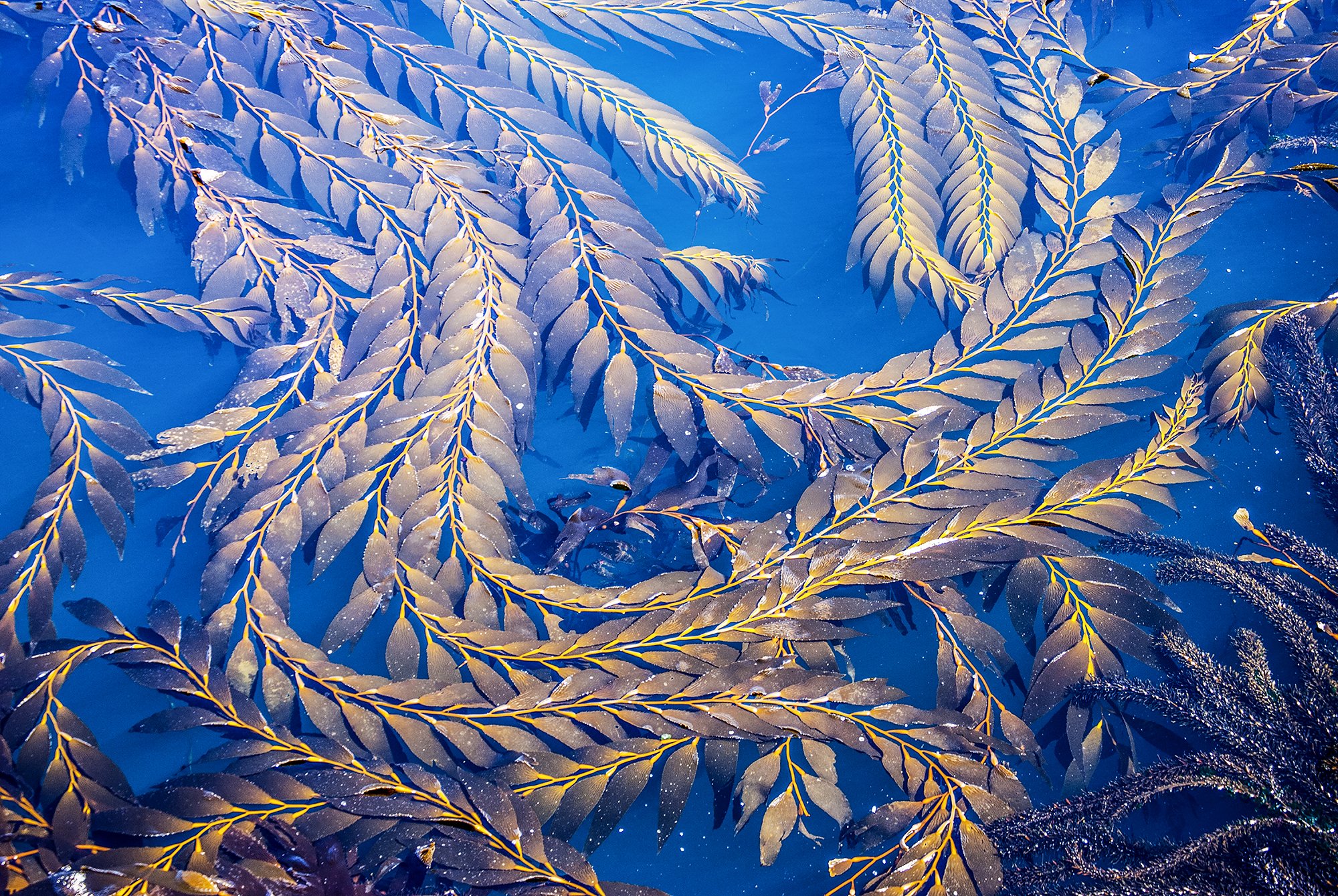 9091410 Kelp 1 v2 Pt Lobos copy.jpg