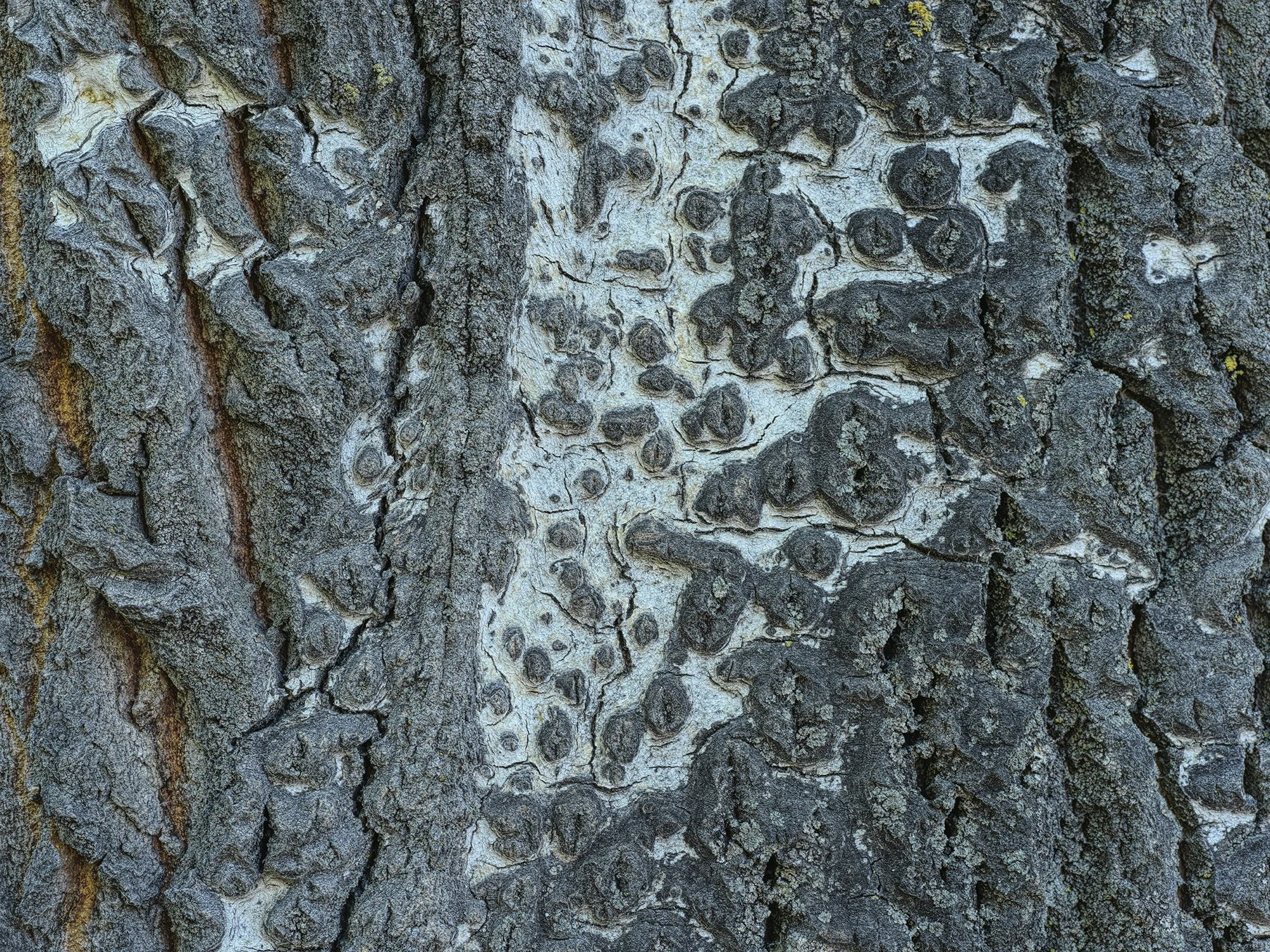 92319 Bark B_0002
