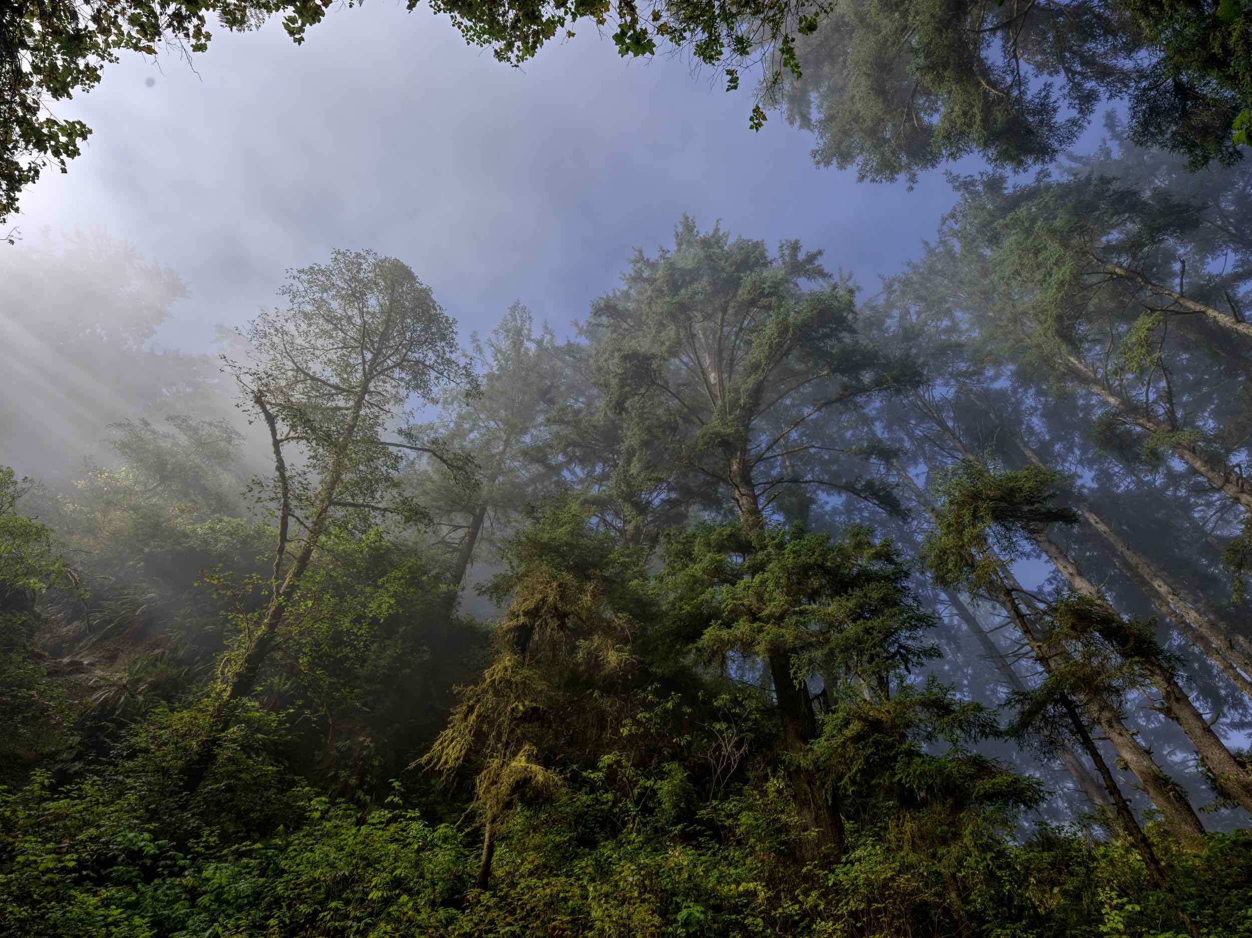 10.17.23 B_0060 Fern Cyn_0000.jpg