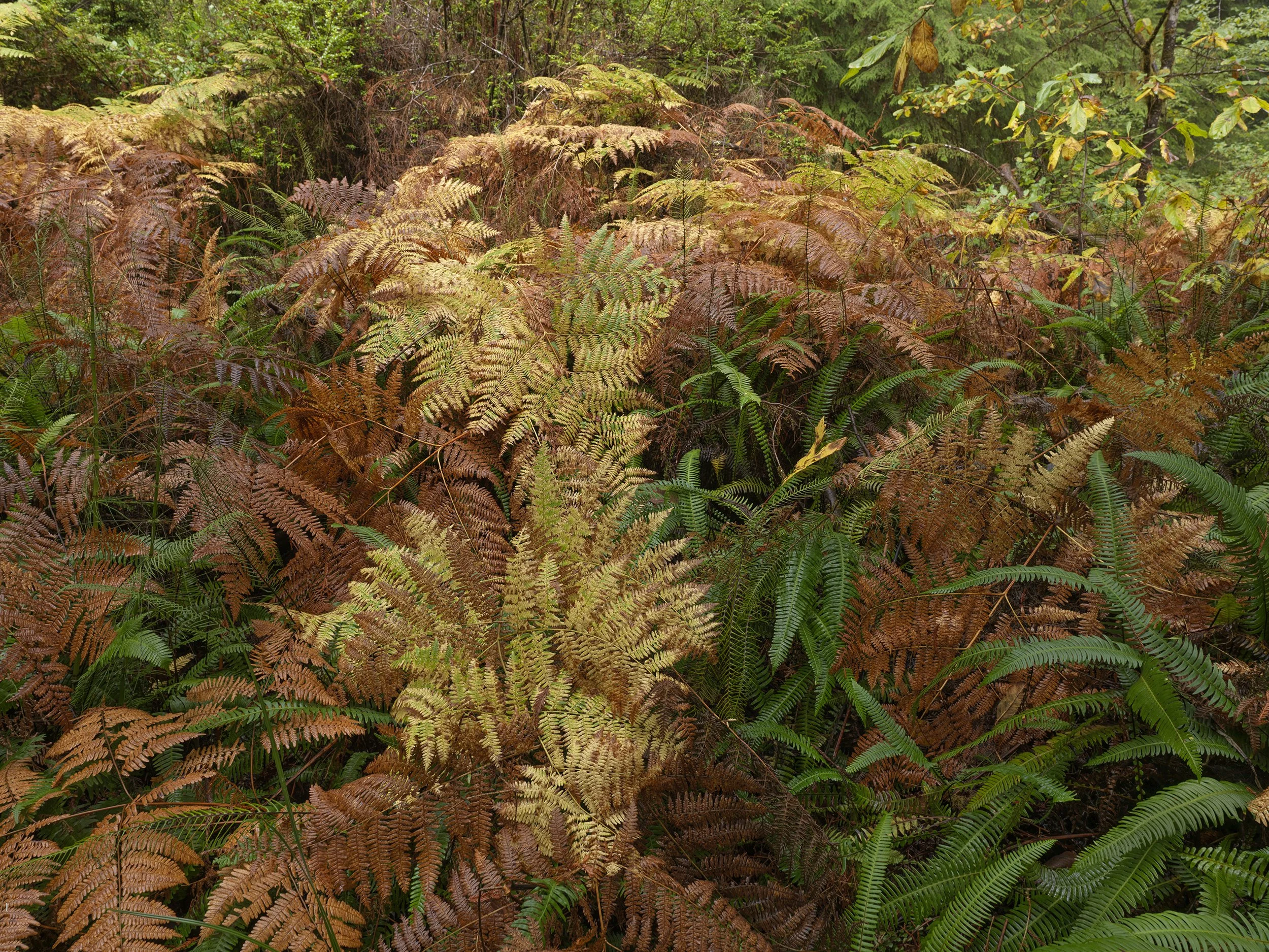 102325 KnappWET_B_2615 copy.jpg