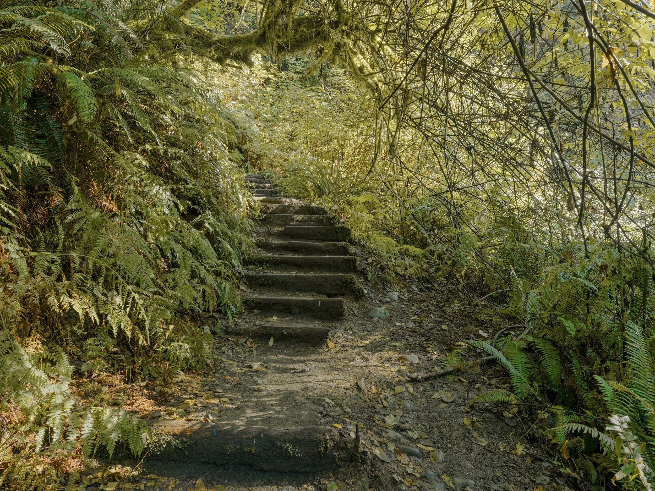 Fern Cyn_B_1851 copy.jpg