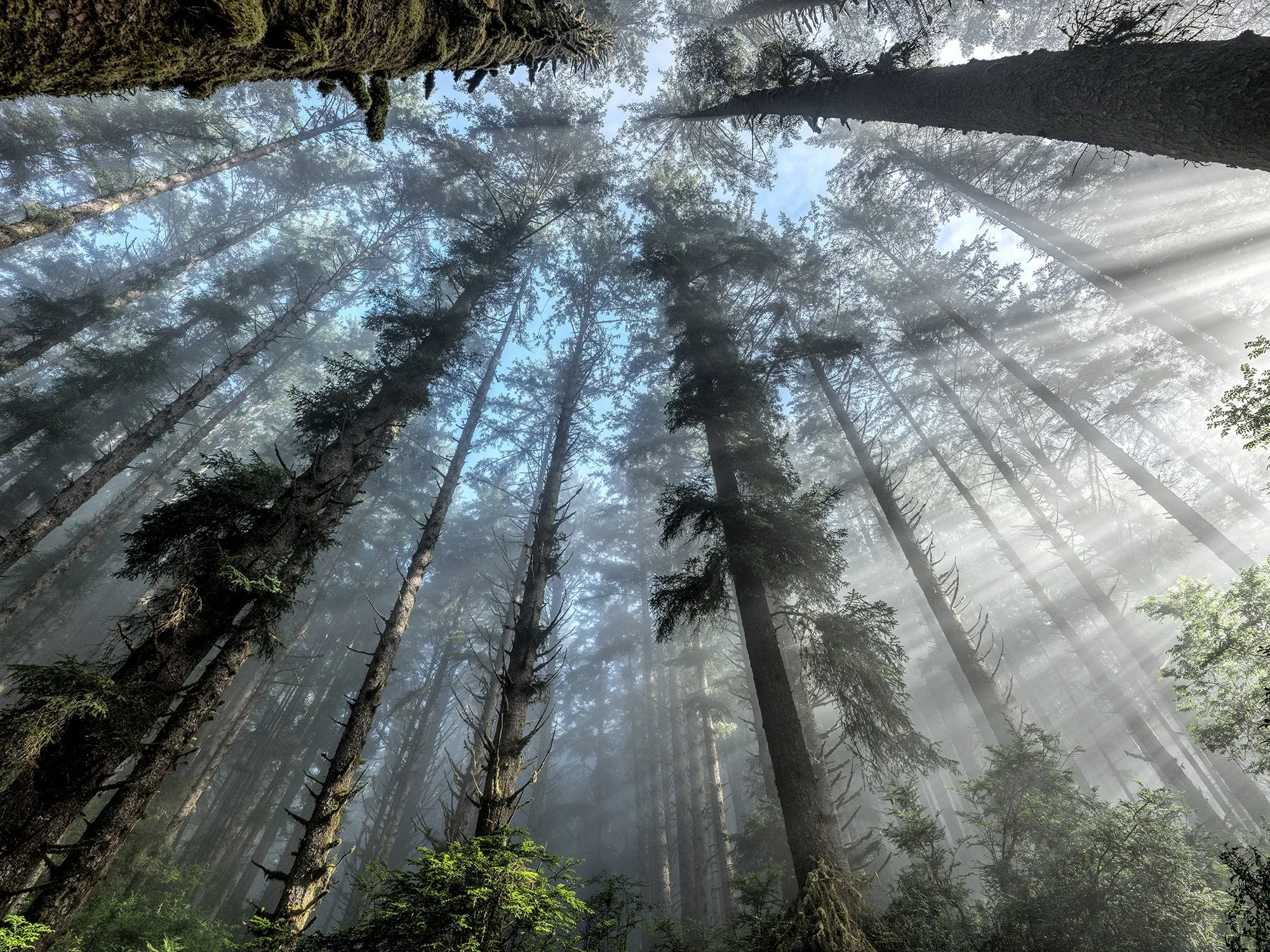 Fern Canyon 101723  B_0086