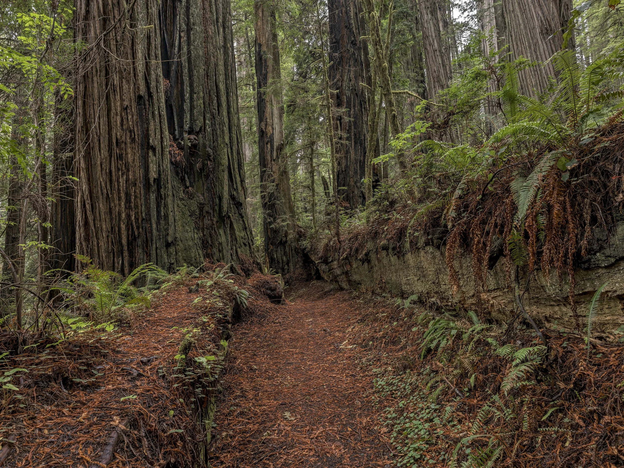 Knapp Trail_B_1719 copy.jpg