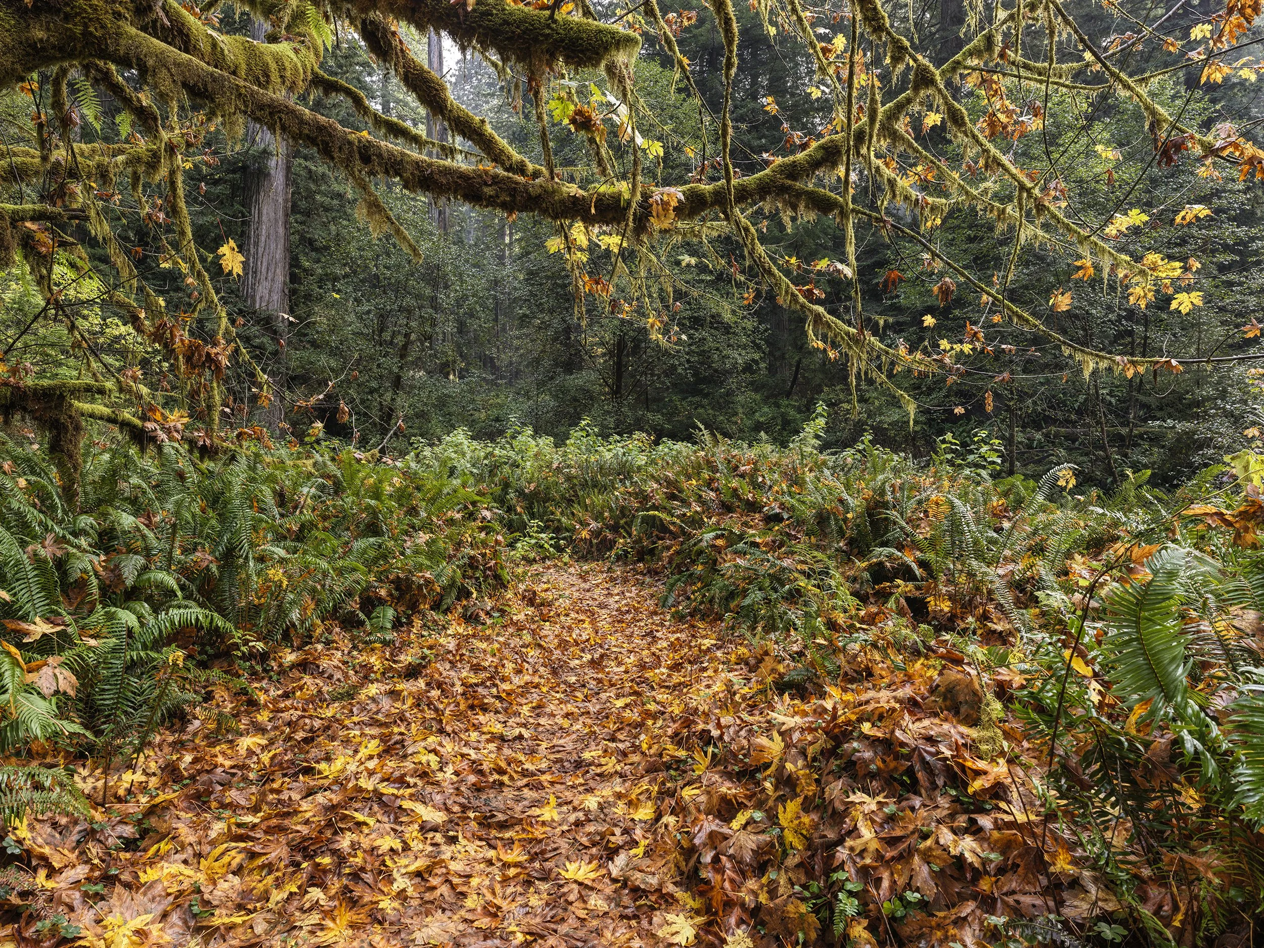 110225_PCreek_B_3410 copy.jpg