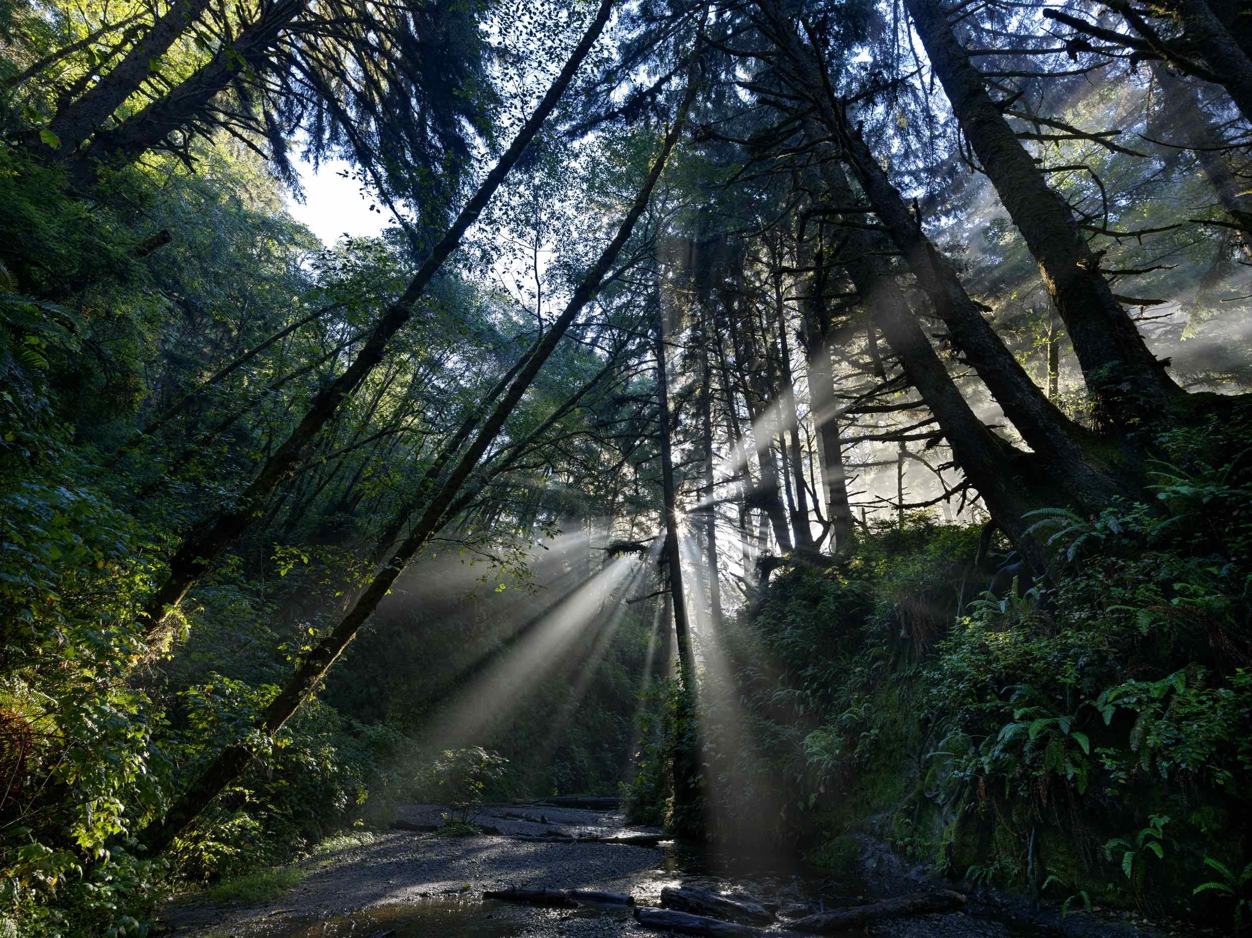 10.17.23 B_0035. Fern Canyon_0000.jpg