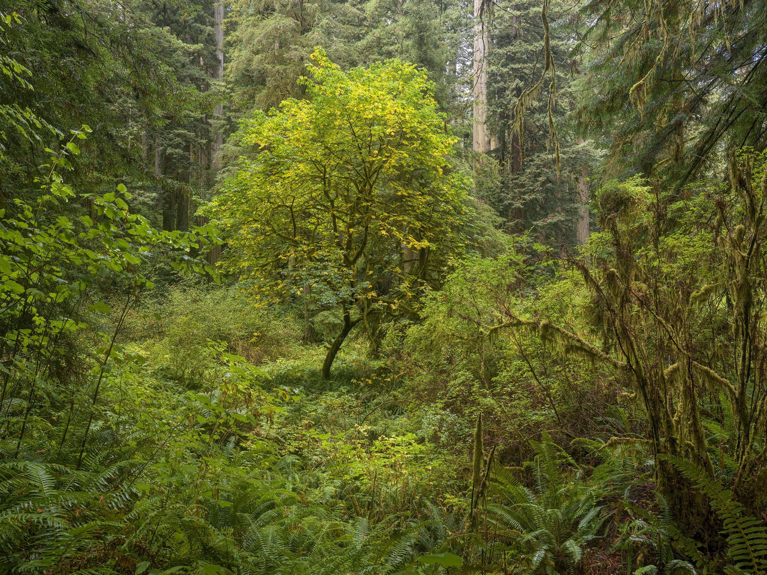 Bull Creek_B_1615 copy.jpg