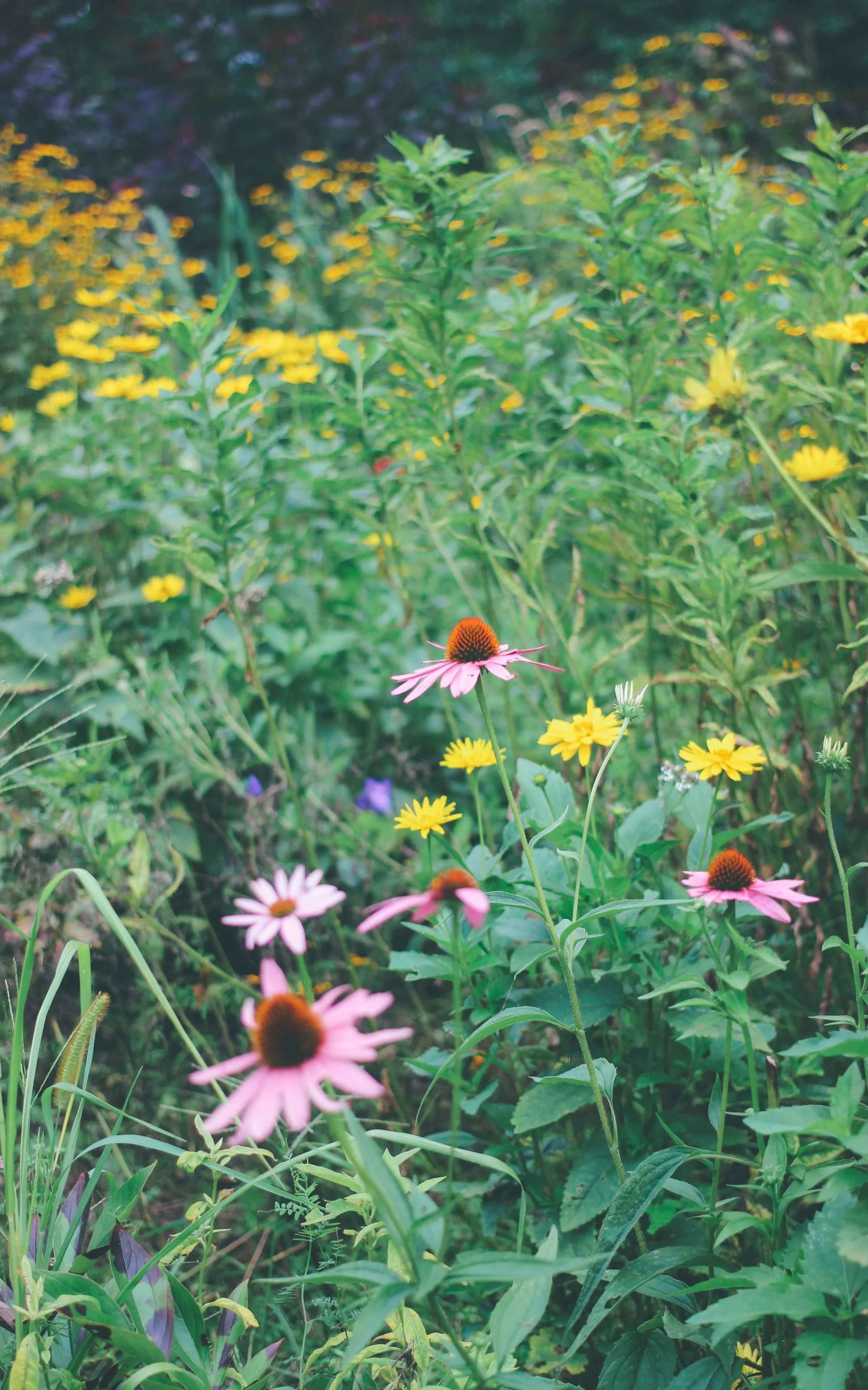 10 Beautiful And Easy To Grow Flowers For Bees And Butterflies