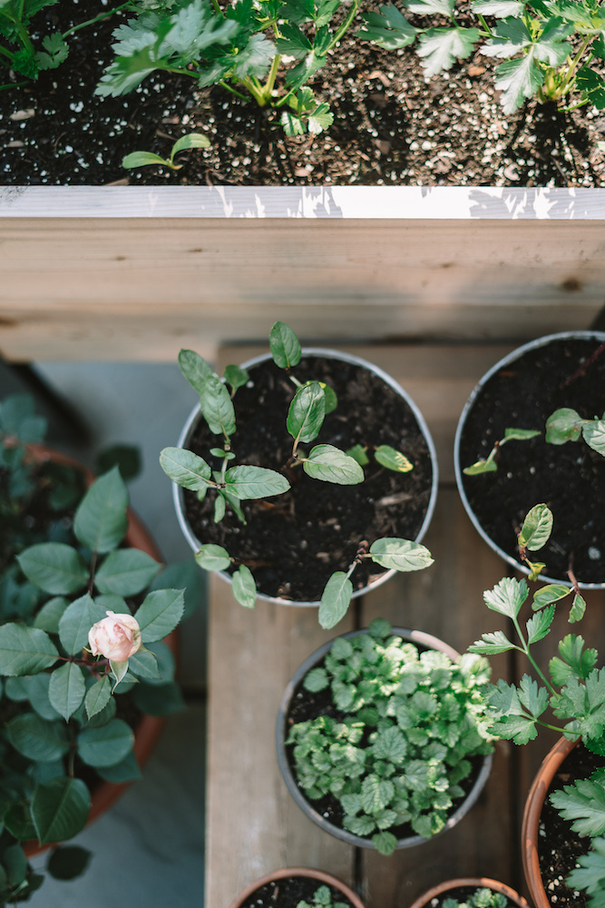 The Best Guide To Container Gardening Everything You Need To Know