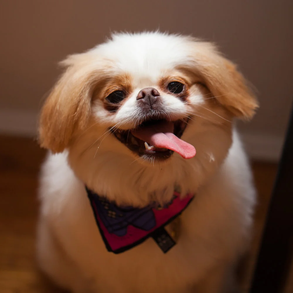 170610_ChasePapi_IMG_0174.jpg