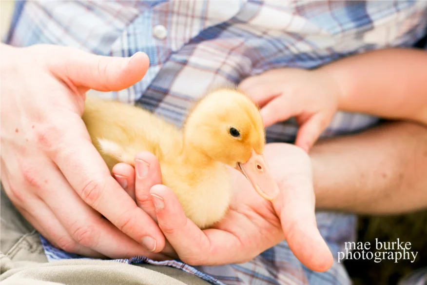 Duck, Duck