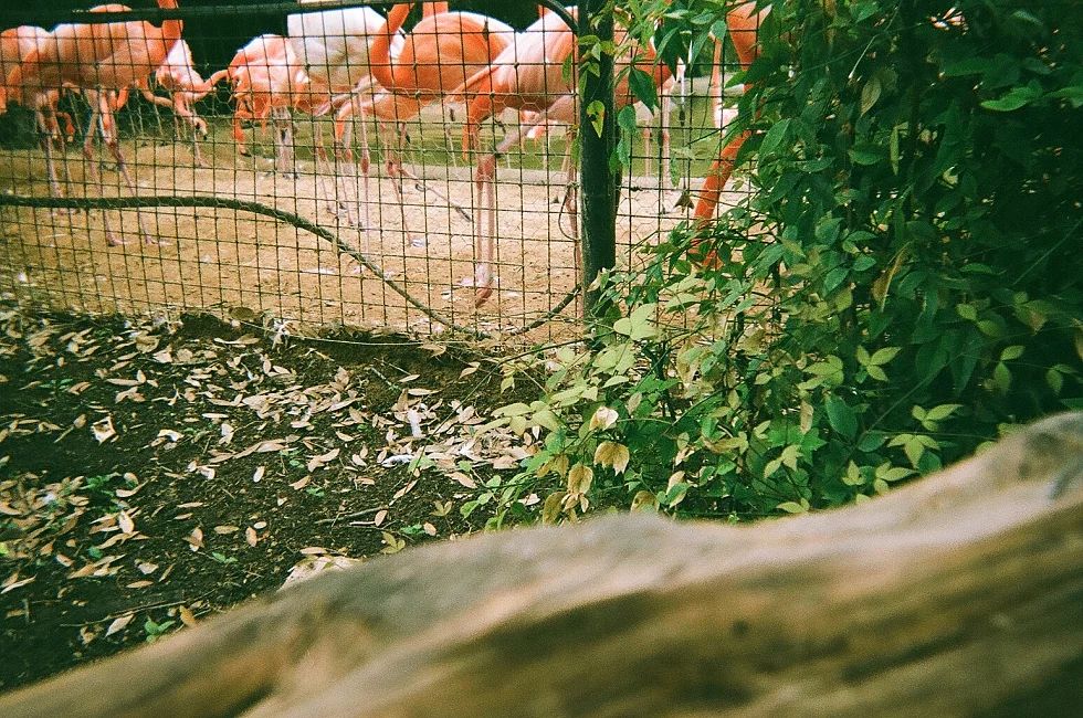 Mae Burke Motherhood Photographer Fort Worth Trip Film and Digital Images_0045.jpg