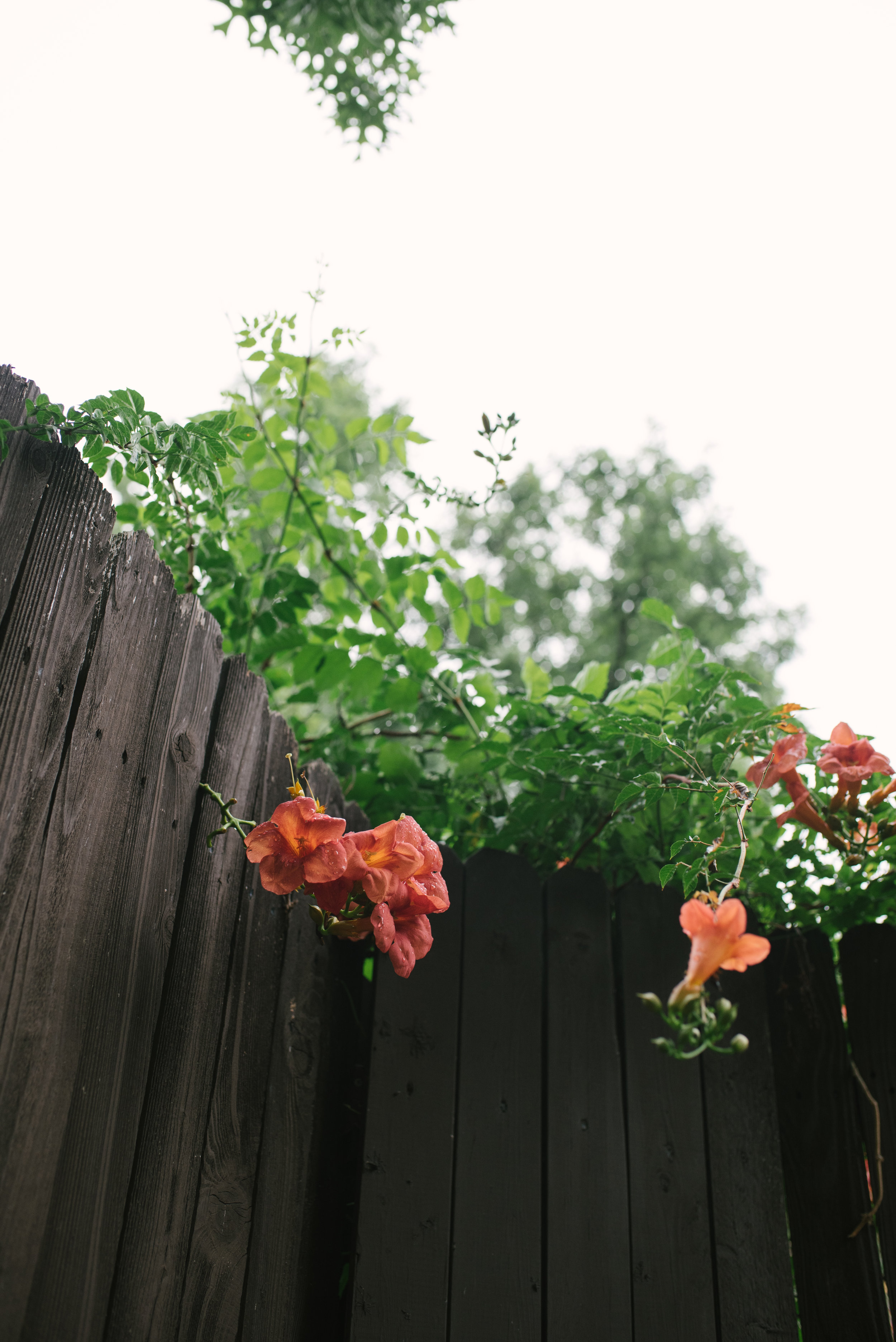 The Charpie Family by Mae Burke-54.JPG
