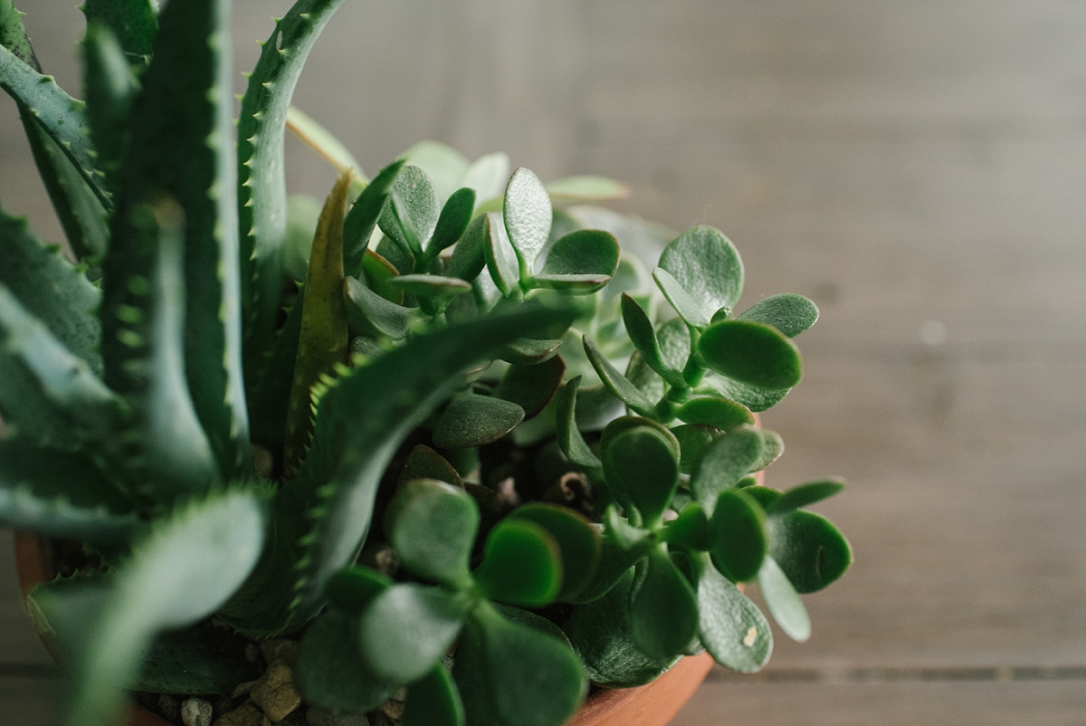 Kovak Family Maternity Session in San Antonio by Mae Burke-12.JPG