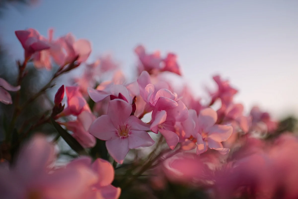 Everyday Moments in May by Mae Burke-33.JPG