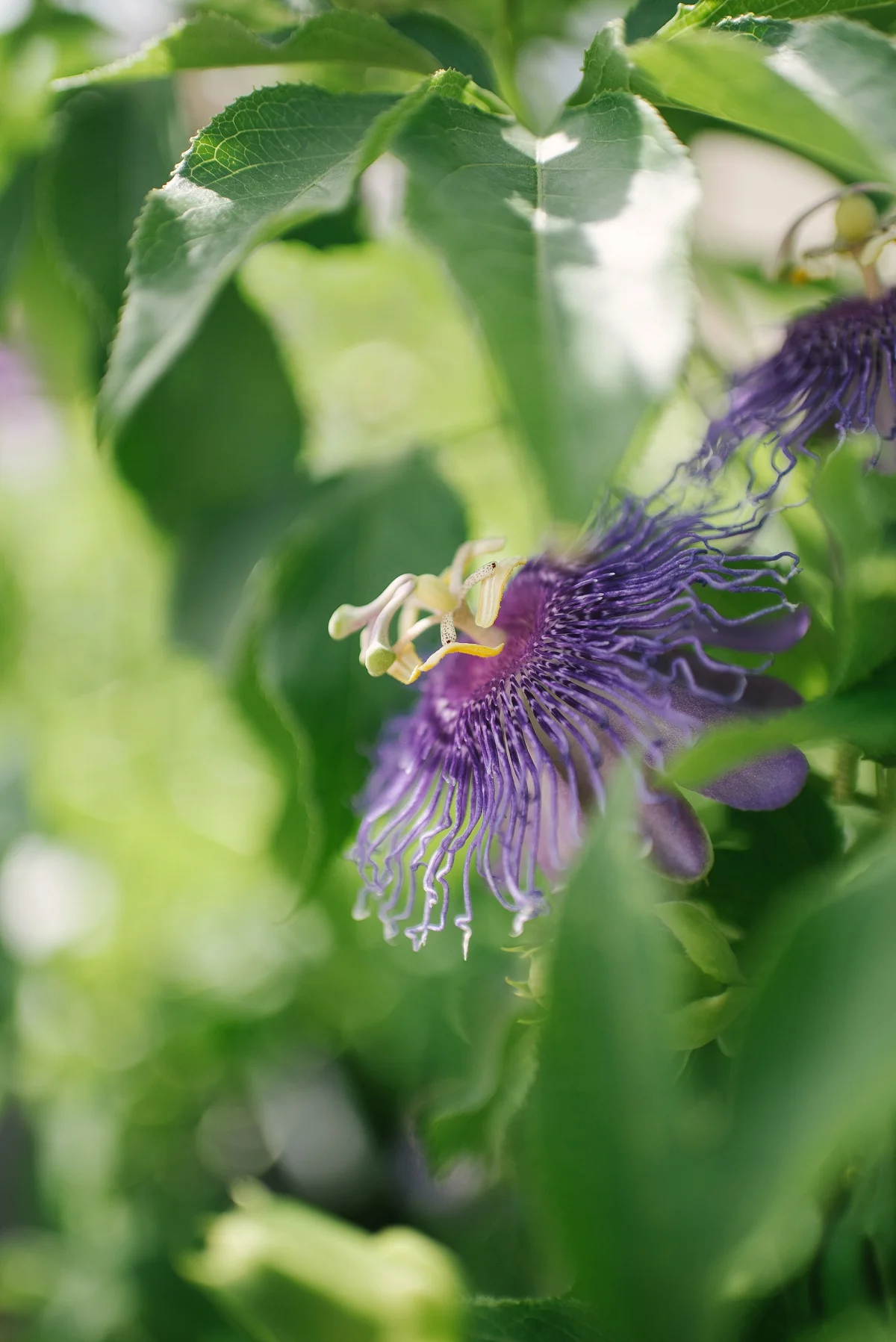 Everyday Moments in June by Rockport Family Photographer Mae Burke-14.JPG