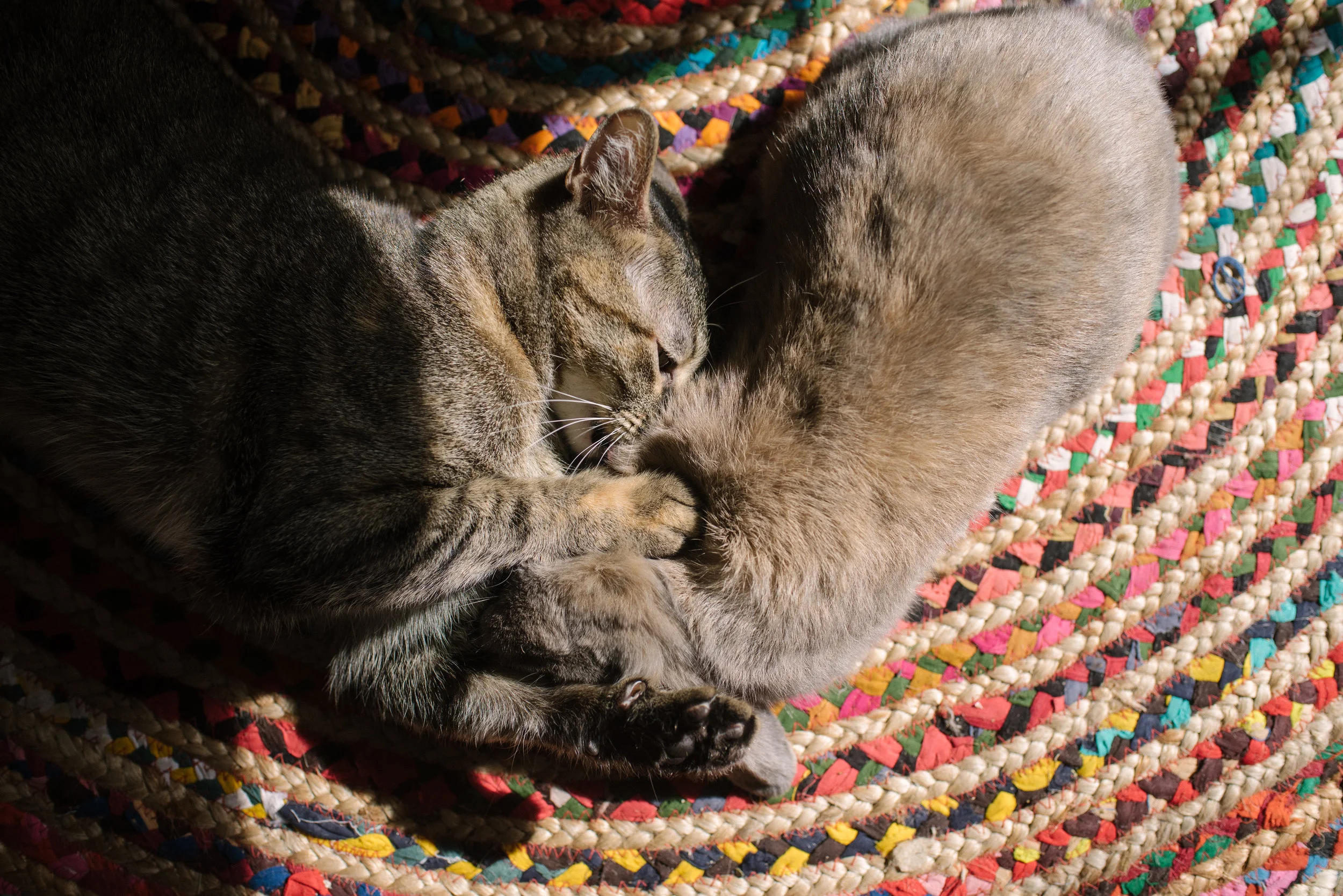 Everyday Moments in November by Rockport Family Photographer Mae Burke-7.JPG