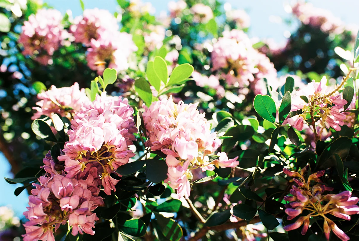Film Photography  by Rockport Family Photographer Mae Burke-42.JPG