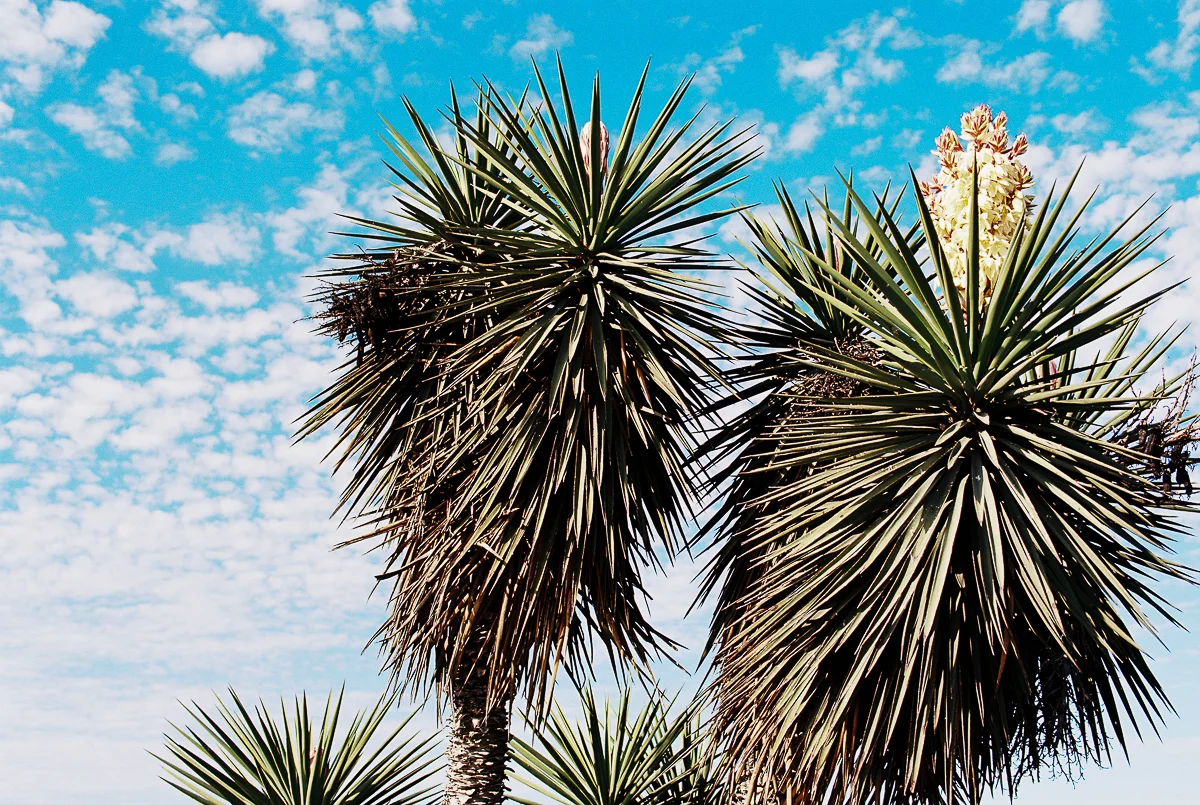 Film Photography  by Rockport Family Photographer Mae Burke-44.JPG