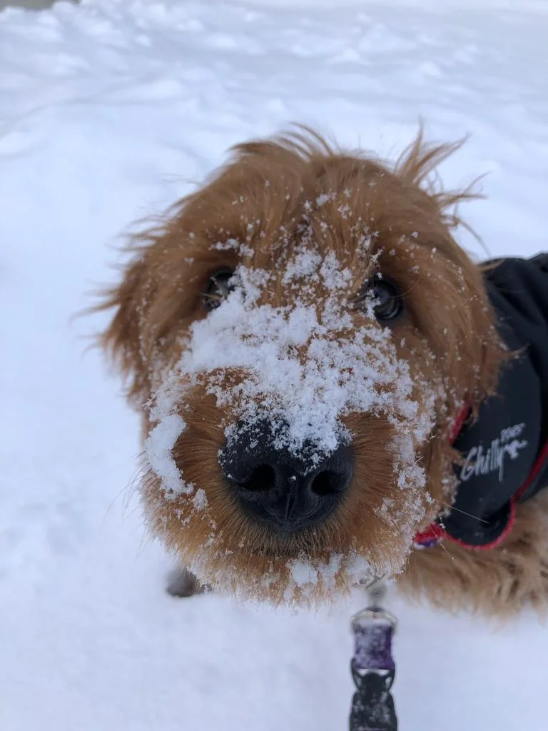 How to winterize your dog?