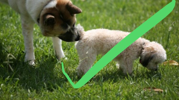 Sniffing butts is a non-aggressive way of saying hello