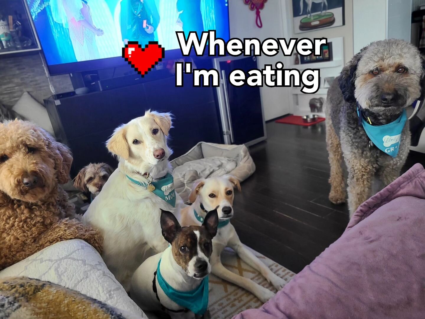 #alleyesonme #puppydogeyes #beggingforfood #hungryhungry #hungrydogs #captiveaudience