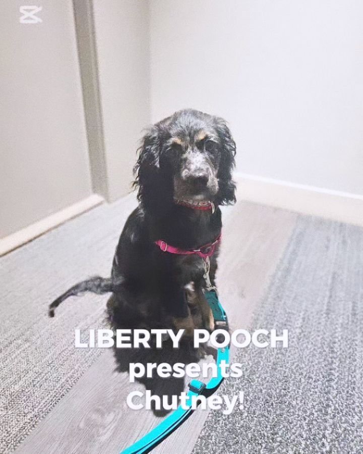 &lt;&lt;NEW POOCH ALERT&gt;&gt;
LIBERTY POOCH pawsents Chutney!
this 4 month old baby had a rough start to life.  She has suffered abuse and was so scared of the world.  luckily, her mom rescued her and she is really starting to open up and thrive!

