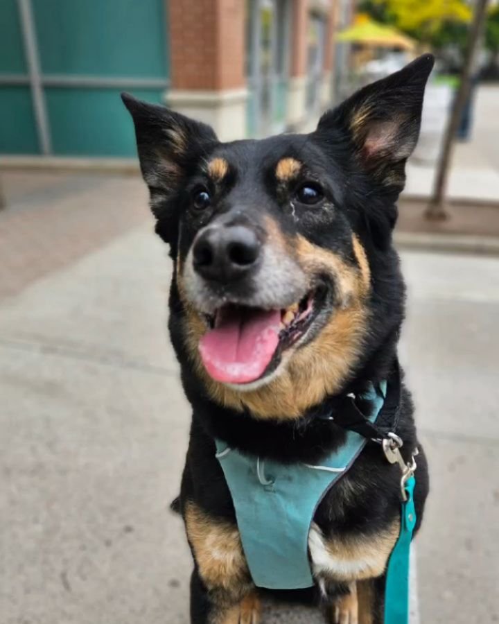 &lt;&lt;NEW POOCH ALERT&gt;&gt;
LIBERTY POOCH pawsents Lilly!!
Lilly  is another Rescue Success Story!  Watch the video to learn more about her!
welcome to the family Lilly and @kellbell_k !