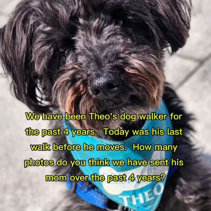 we are not just dog walkers
we are pawtagraphers
we are puparazzi
we are your dogs bff 

we will miss you theo!
#cherishedmemories 
#dogwalkerlife 
#libertyvillagedogs 
#libertyvillage 
#schnoodle 
#dogphotos
#dogphotography 
#obsessedwithmydog
#toro