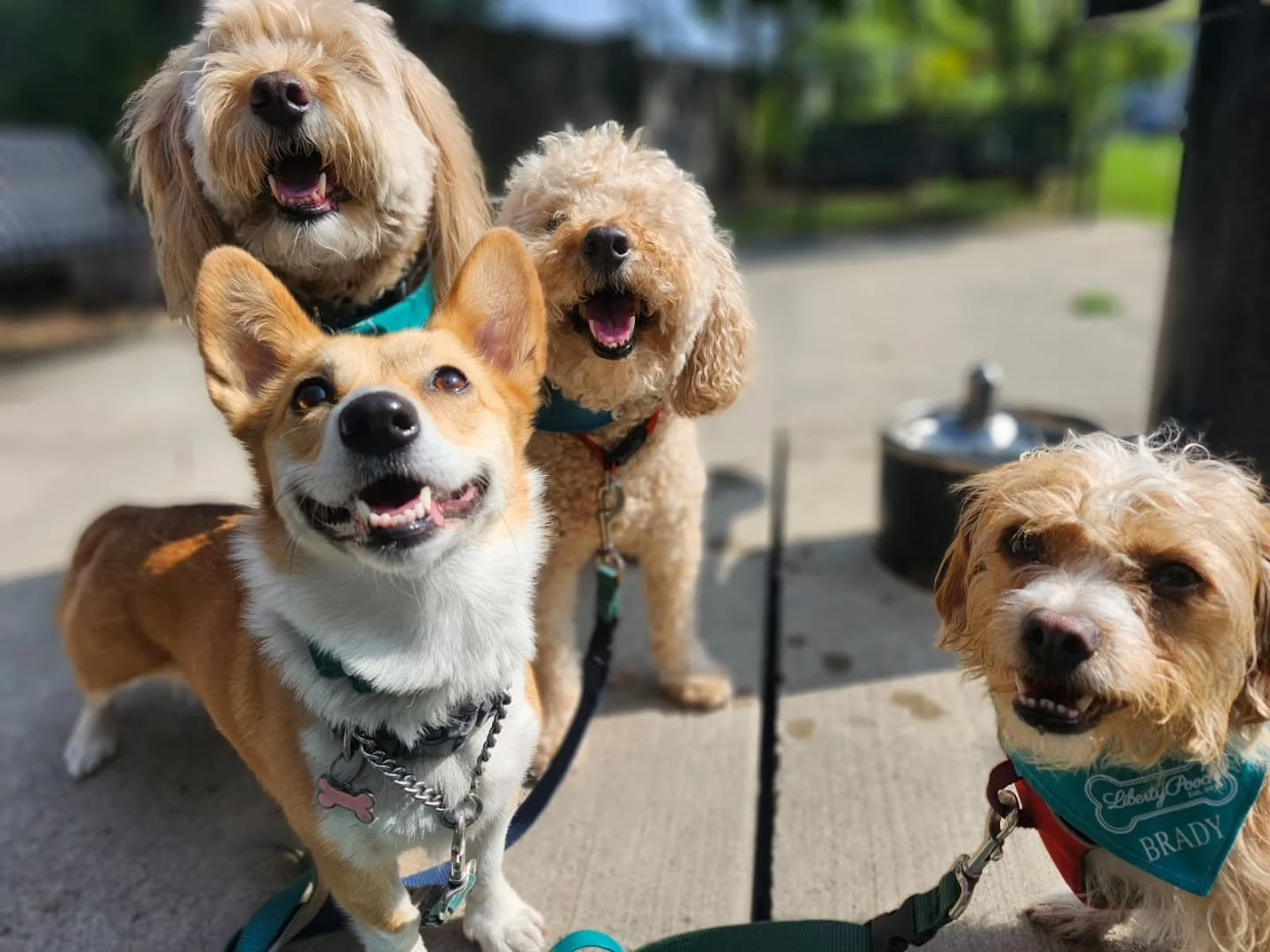 I can quite confidently say our dogs are the happiest in the neighborhood 
#smile
#happydogs
#dogsoftheday 
#dogs
#dogsquad 
#doggos
#dogwalks 
#dogphotography