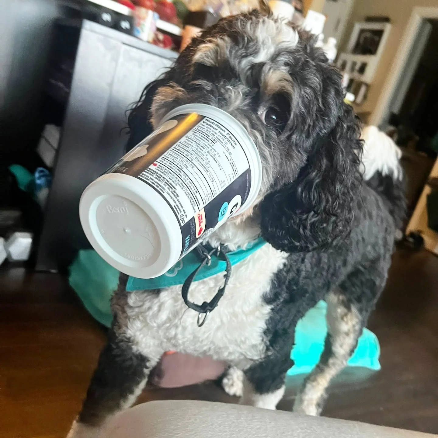 nope, I dont know where your yogurt is
#caughtredhanded #caught #dogvideos #dog
#dogs
#funnydogs
#funny
#bernadoodle 
#naughtydog 
#silly
#dogsdoingthings 
#dogsoftheday