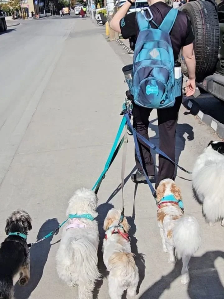 just some of today's beautiful boys and girls 
#squadgoals 
#dogsdoingthings 
#dogs
#dogsoftheday 
#dogwalking
#doglover 
#dogsofinstagram #dogstagram