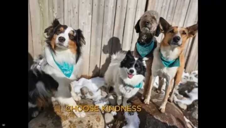 I was so triggered this morning 
I understand that we are living in turbulent times and tensions are high, but i try to approach everyday with kindness.  Unfortunately, some people choose being an absolute A$$.
i was in the dog park  early this morni