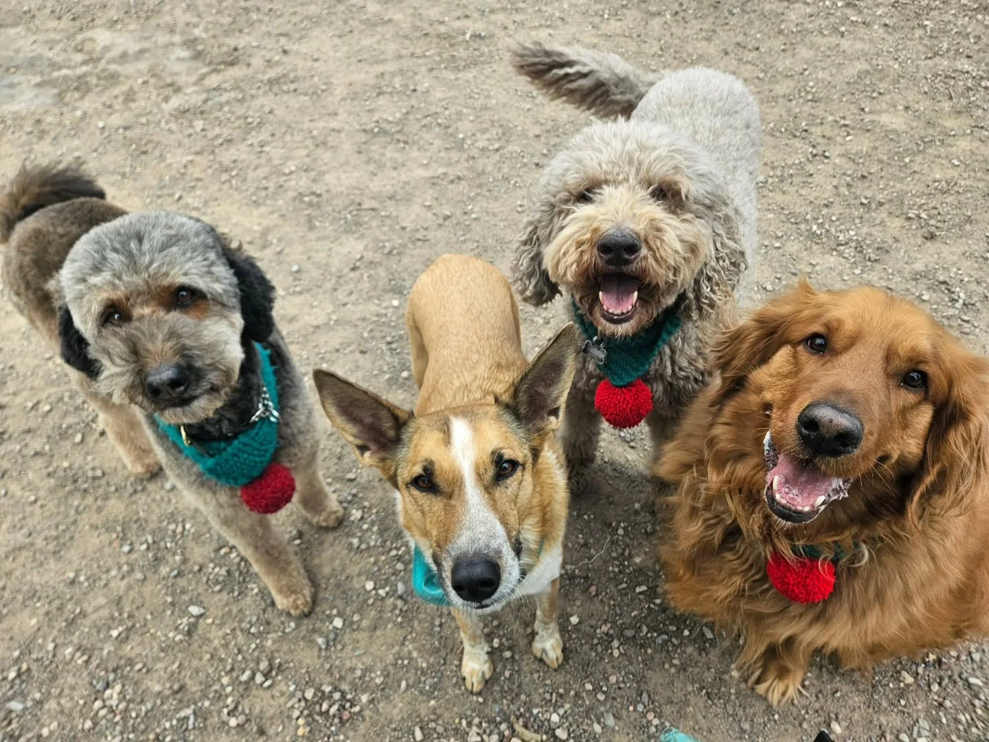 in today's edition of Feliz naviDog ;)