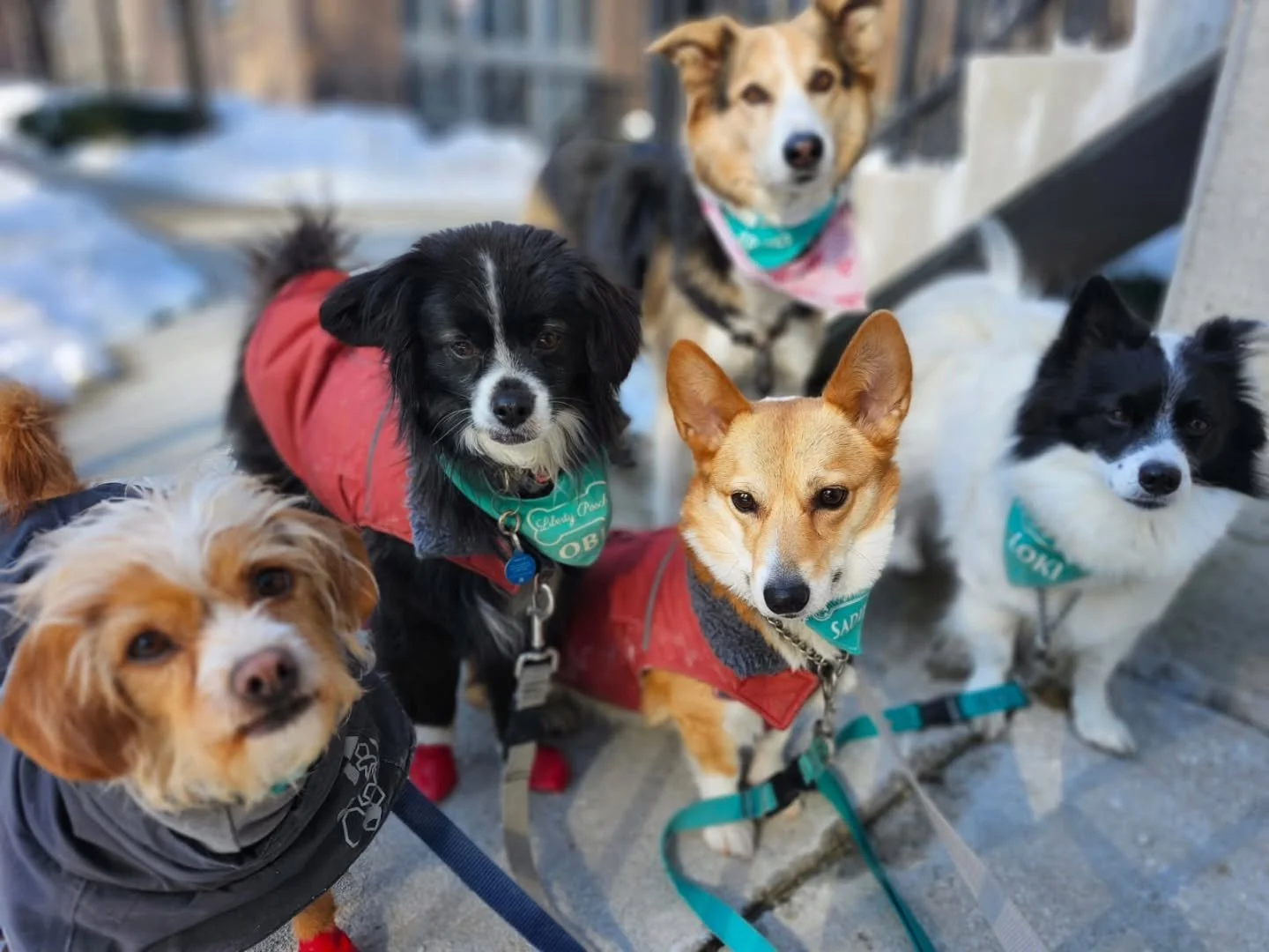 I may be biased but I think our dogs are the most beautiful and photogenic #dogsdoingthings #dogsquad #beautifuldog #dogwalking #doglife