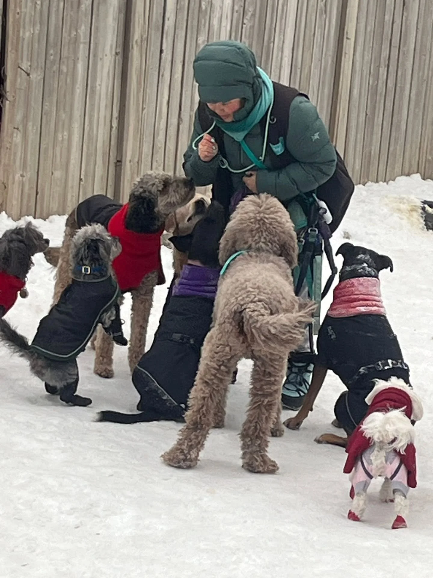 going over our manners before our walks today #bestdogs #gooddog #dogsquad #dogsdoingthings #happydogs